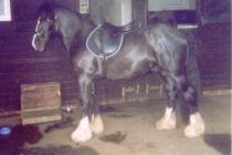 Dark Bay Cob Gelding